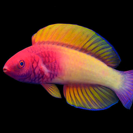 A vibrantly colored Rose-Veiled Fairy Wrasse