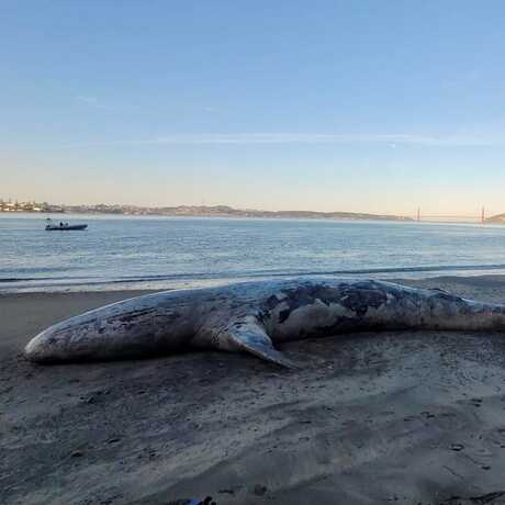 A dead gray whale rests on a beach on Angel Island with the ocean right behind it, Golden Gate Bridge and a tugboat visible in the background. 