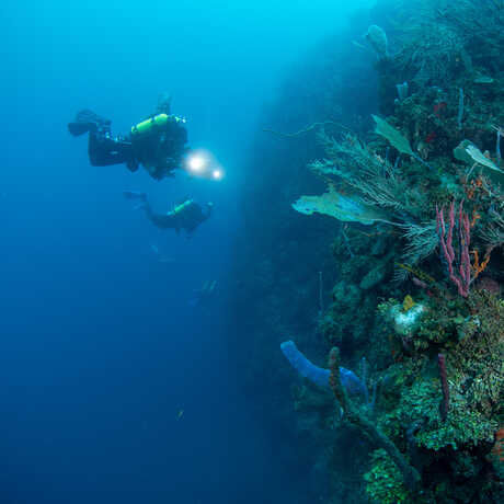 Research divers exploring coral reefs in Roatán, Honduras