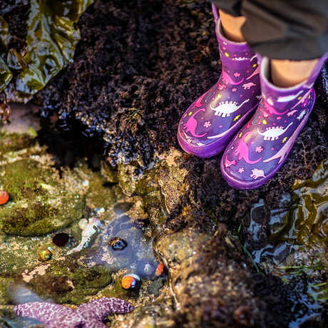 Child in purple rain boots stands next to a Northern California tidepool with anemones and starfish
