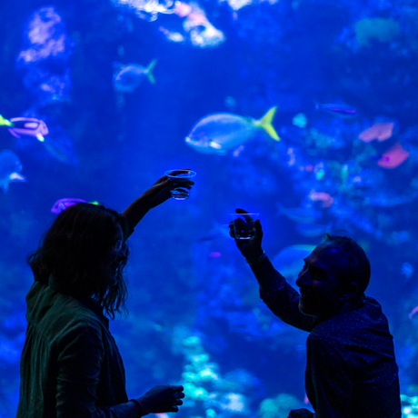 Two people raise their glasses while sitting next to the Philippine Coral Reef tank