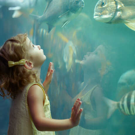 Young girl gazes up in awe at a large fish in the California Coast exhibit