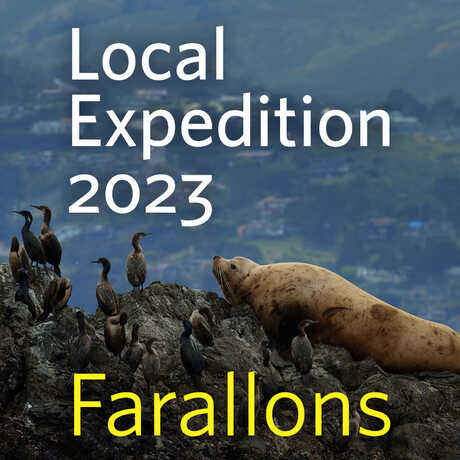 Seal at Farallon Islands