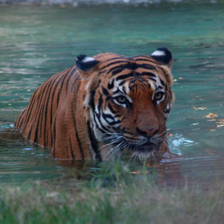 Malayan Tiger by Jöshua Barnett