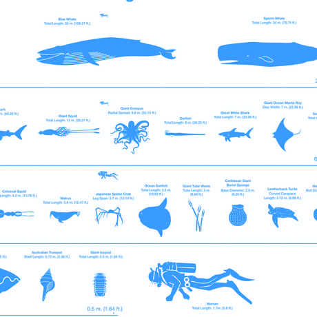 Graphic from ocean giant publication