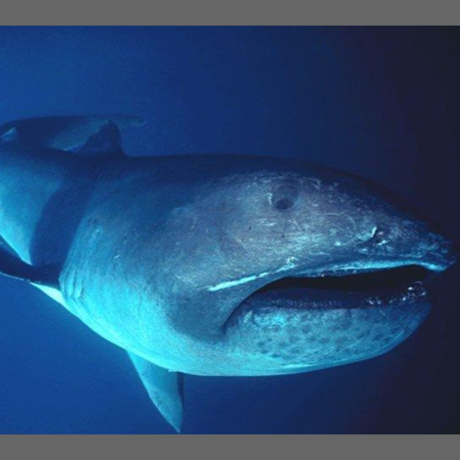Megamouth shark, FLMNH Ichtyology