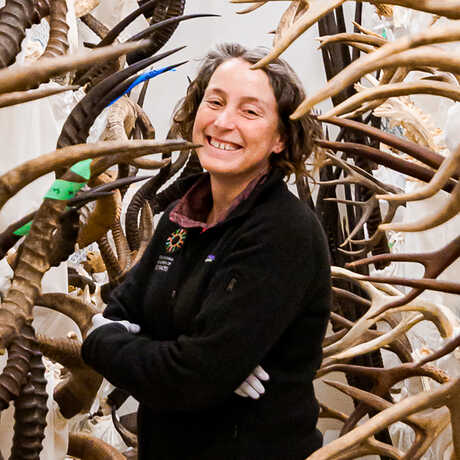 Collections manager Moe Flannery stands surrounded by antler specimens in the Mammalogy Antler Room