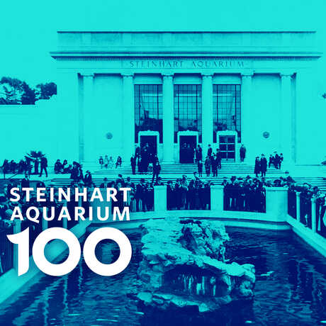Steinhart Aquarium 100