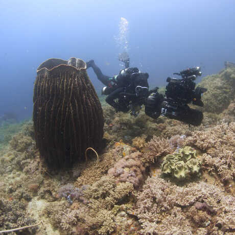 Underwater photo from the 2014 Philippine Biodiversity Expedition