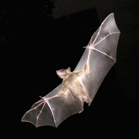 Fruit bat, Oren Peles,MathKnight/Wikimedia Commons