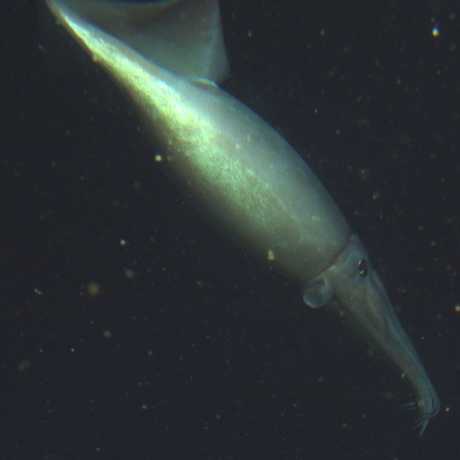 Humboldt squid, Credit: NOAA/CBNMS