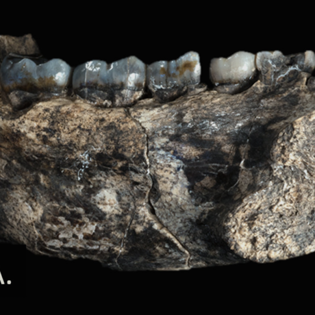 Jaw of new fossil