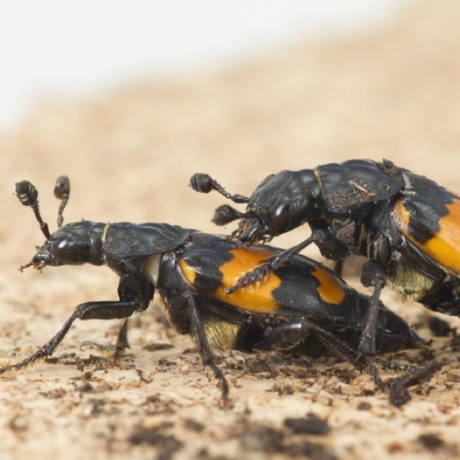 Burying beetles mating