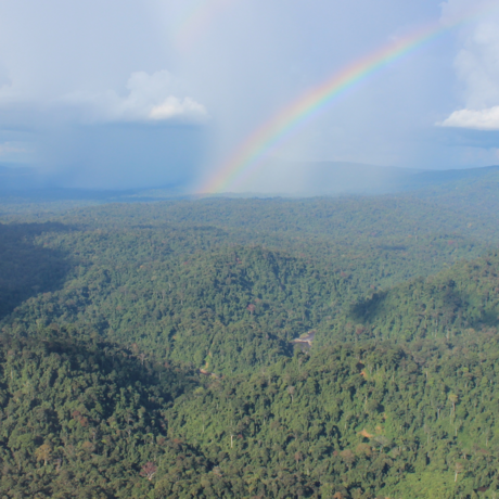 Remaining forests in Borneo
