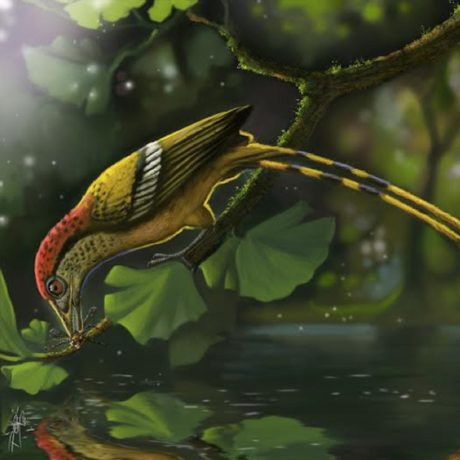 Reconstruction of the Cretaceous fossil bird from the Araripe Basin, Brazil
