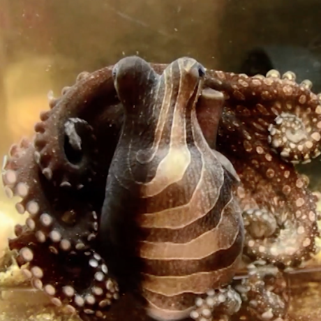 The unusual coloration of the larger Pacific striped octopus