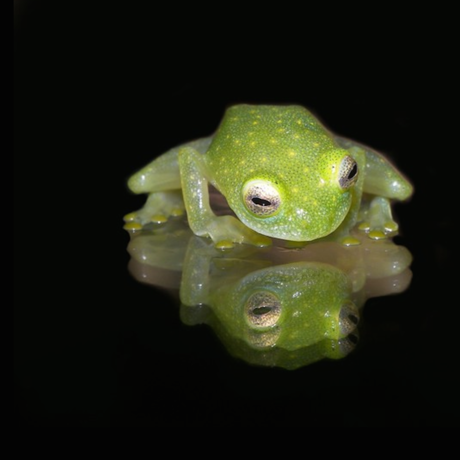 Frog, Calphoto