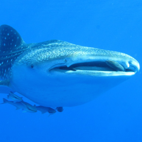 Whale shark in the Red Sea, Derek Keats/Wikipedia