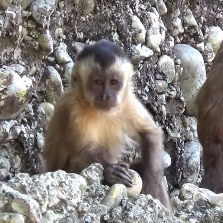 Still from video of capuchin stone slamming, M. Haslam and the Primate Archaeology Group (University of Oxford)