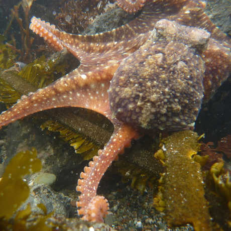 East Pacific Octopus at Pillar Point, Alison Young/iNaturalist