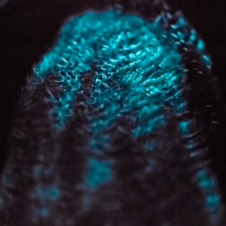 Bioluminescent ctenophore, Stuart Thomson