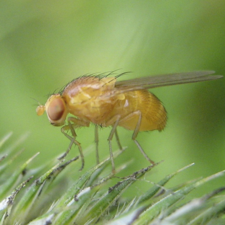 fruit fly, public domain