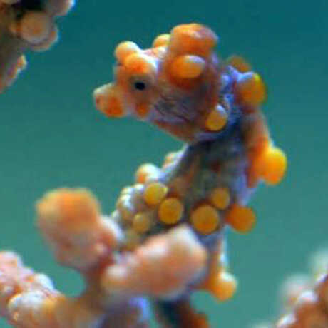 Photo of pygmy seahorse