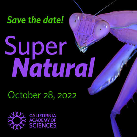 Purple praying mantises decorate a promotional graphic for SuperNatural Halloween 2022