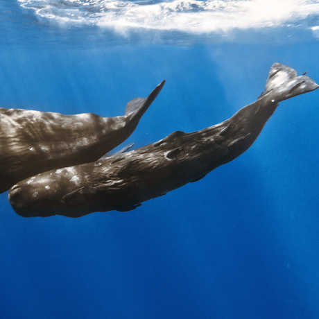 Sperm whale with calf