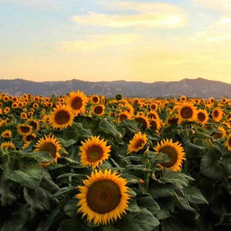 Sunflowers near UC Davis, by Chris Nicolini