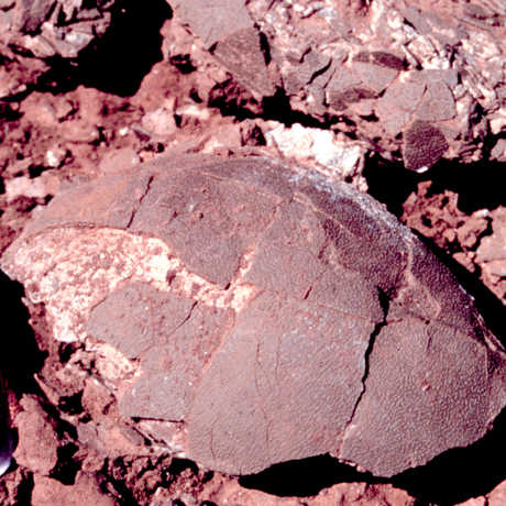 Titanosaur egg