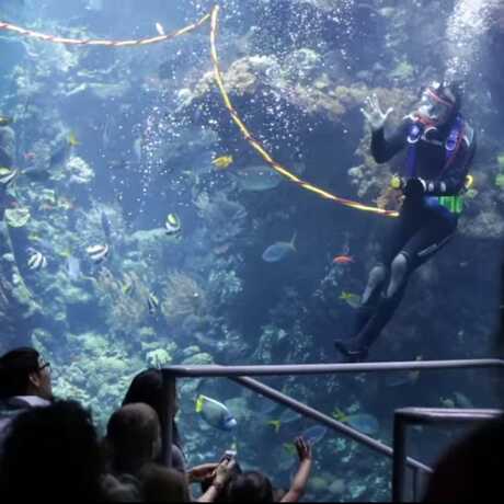 Volunteer diver in Philippine Coral Reef exhibit