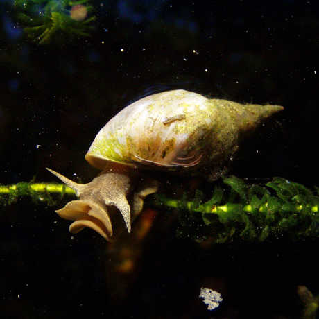 pond snail