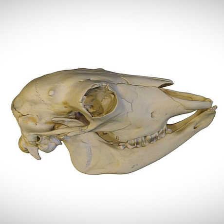 muskox skull