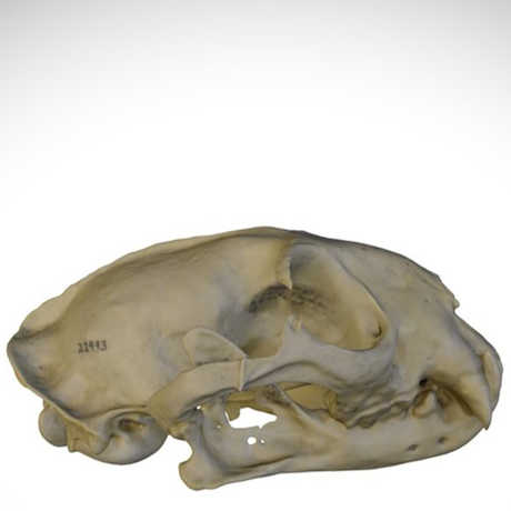 ocelot skull