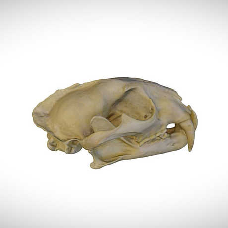 leopard skull