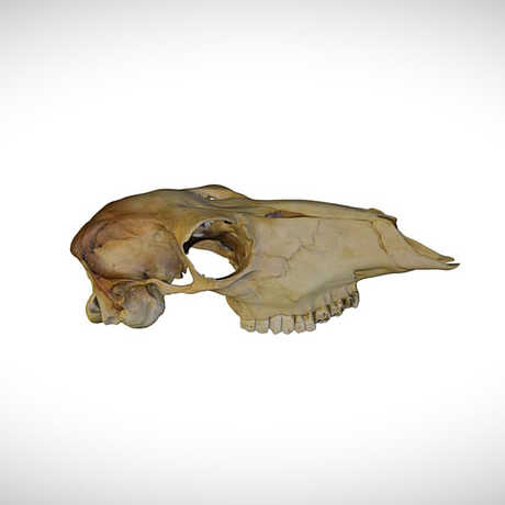 kudu skull