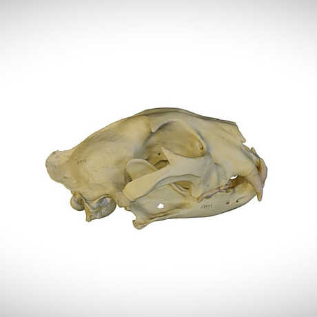 leopard skull