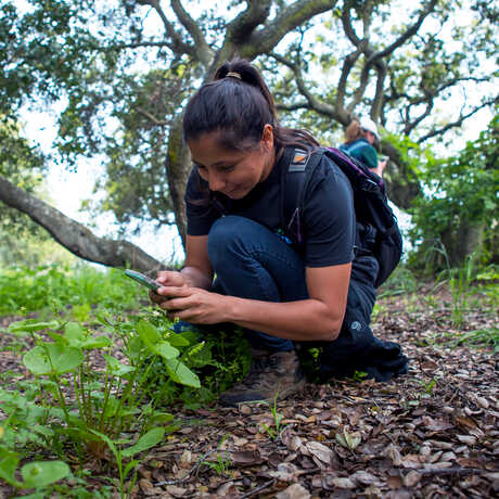 Young woman snaps photo of plant with iNaturalist during a bioblitz