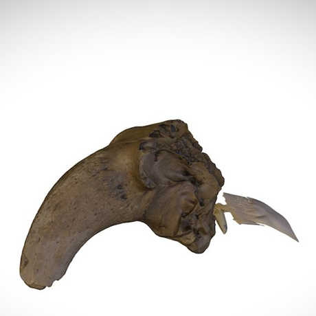 partial gobi skull