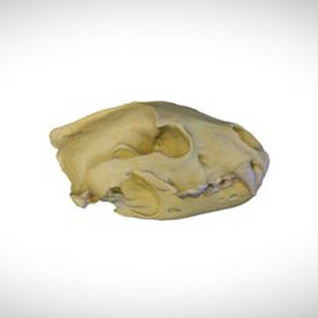 wolverine skull