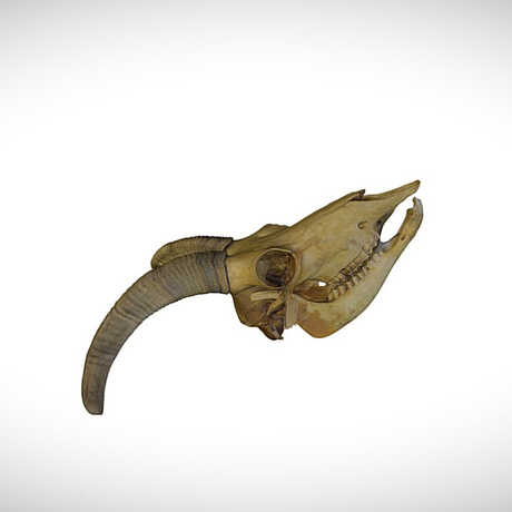 bighorn sheep skull