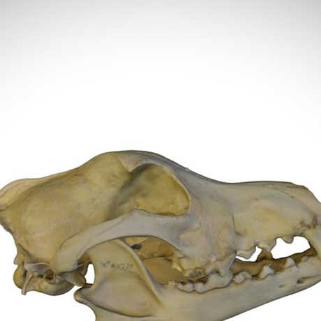 dingo skull
