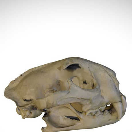 puma skull