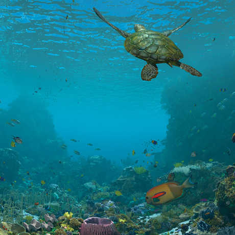 Sea turtle swims in blue water in this still image from Expedition Reef show 