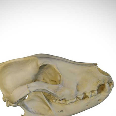 african wild dog skull