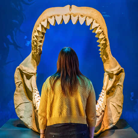 Guest looks into the giant fossilized jaws of extinct Carcharodon megalodon shark