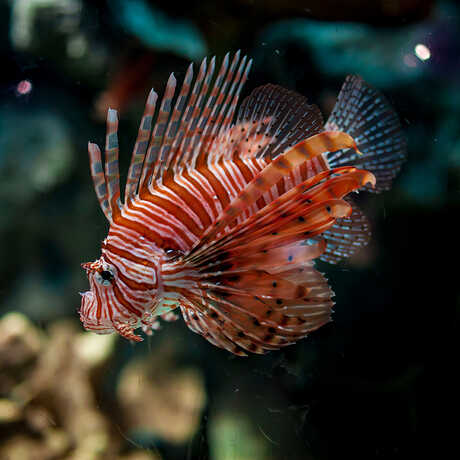 Lionfish shows off its coloration in new Venom exhibit at the Academy