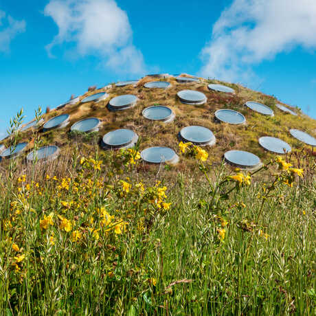 Atop the Academy Living Roof with rainforest dome in background and yellow flowers in foreground