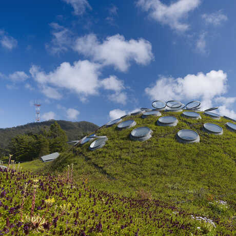 Rolling hills and skylights of the Academy's Living Roof 